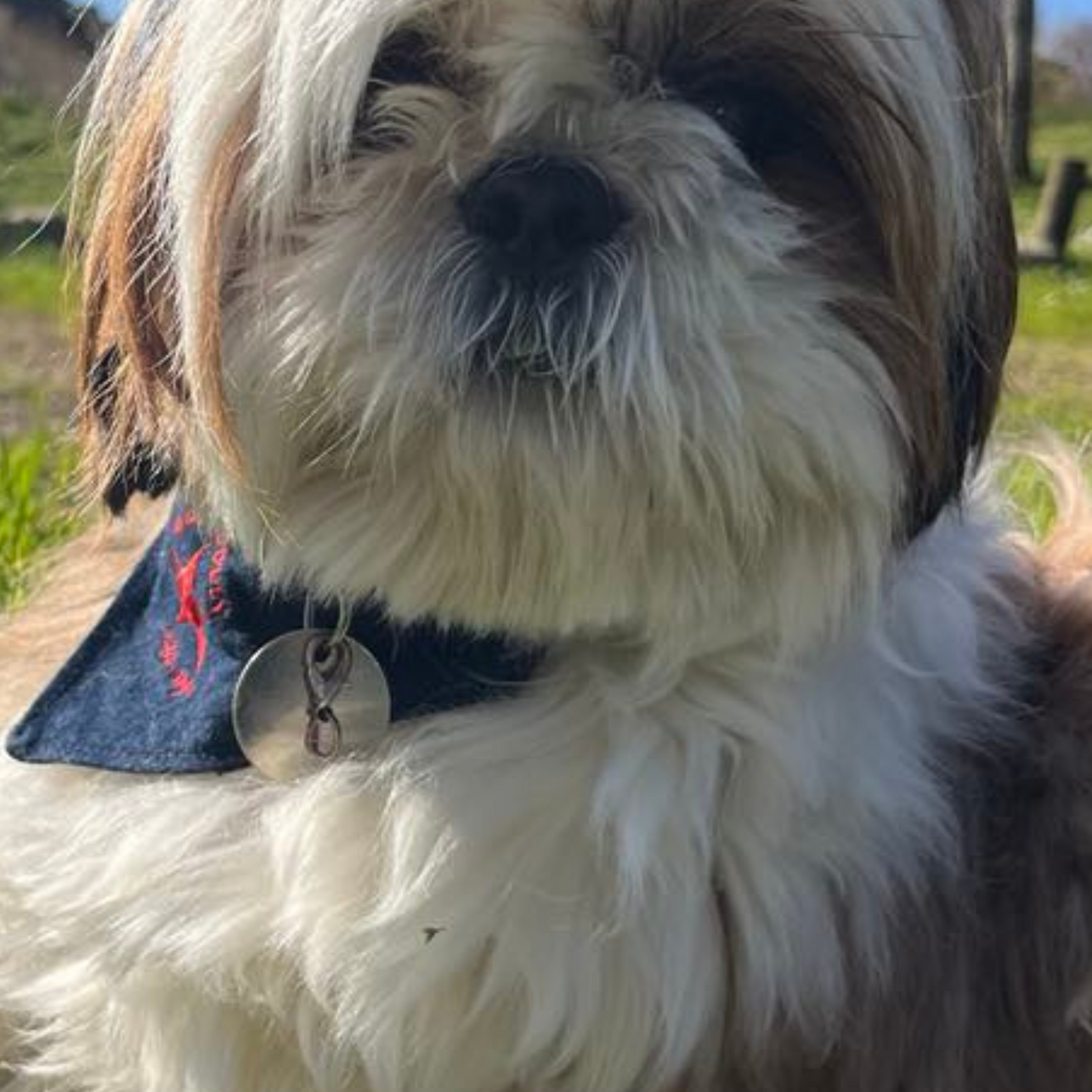 Bandana DOGGYDOLLY - bleu marine jeans pour chien et chiot