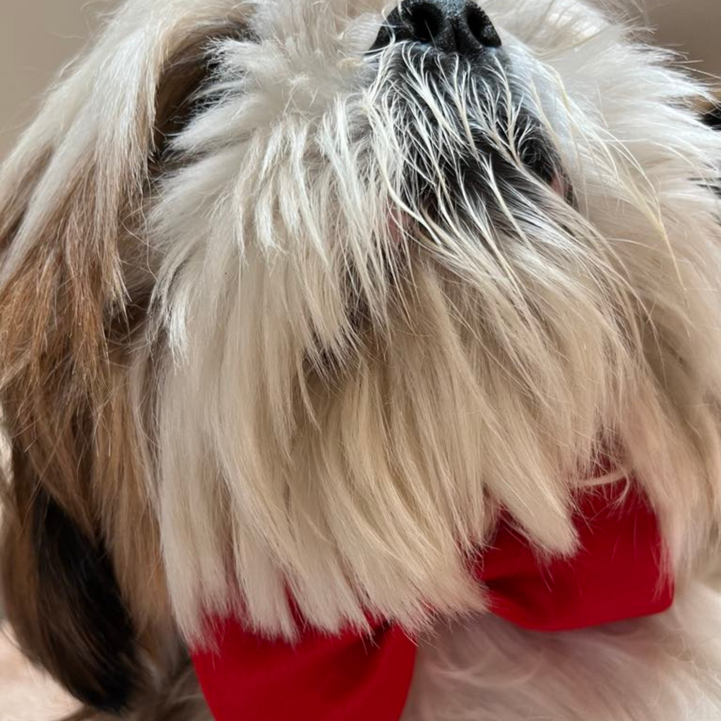 Nœud Papillon Rouge - Élégance & Style Assurés | Le Dressing du Chien