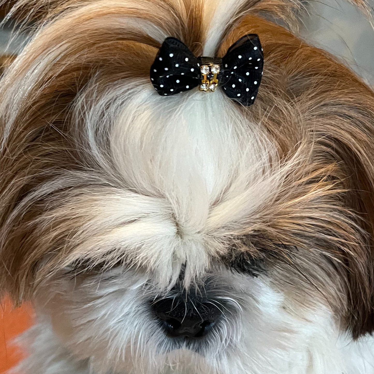 Nœud Élastique Fantaisiste pour Chien - Accessoire de Toilettage | Le Dressing du Chien