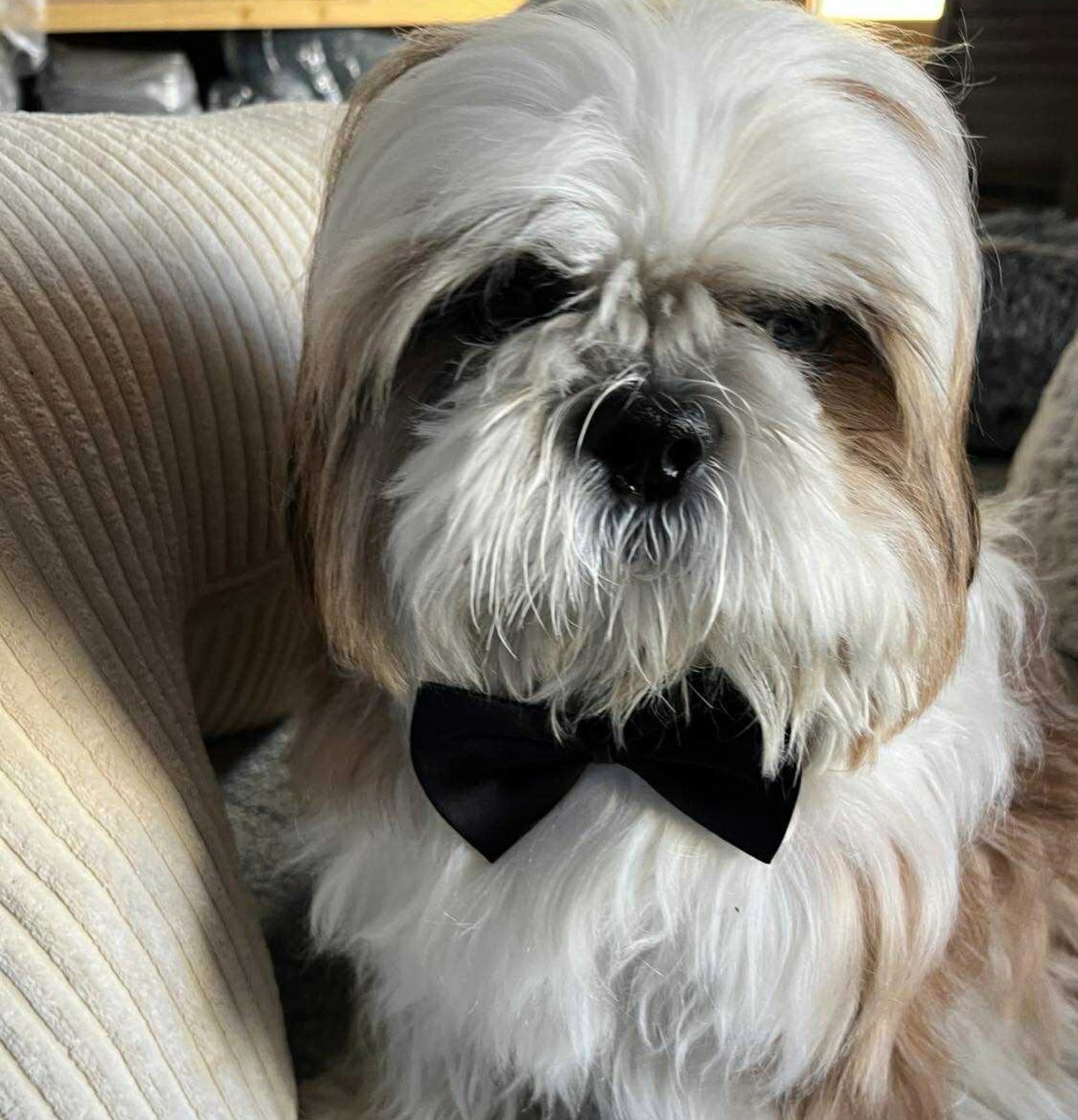 Nœud Papillon Noir - Élégance & Style Assurés | Le Dressing du Chien