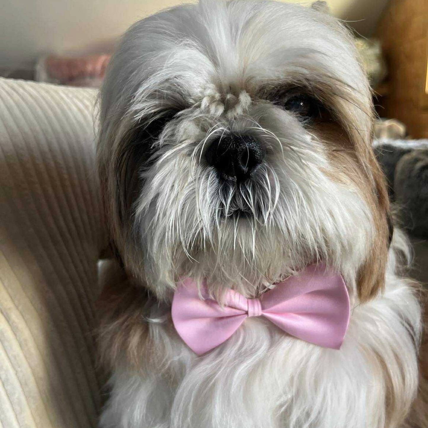 Nœud Papillon Rose - Élégance & Style Assurés | Le Dressing du Chien