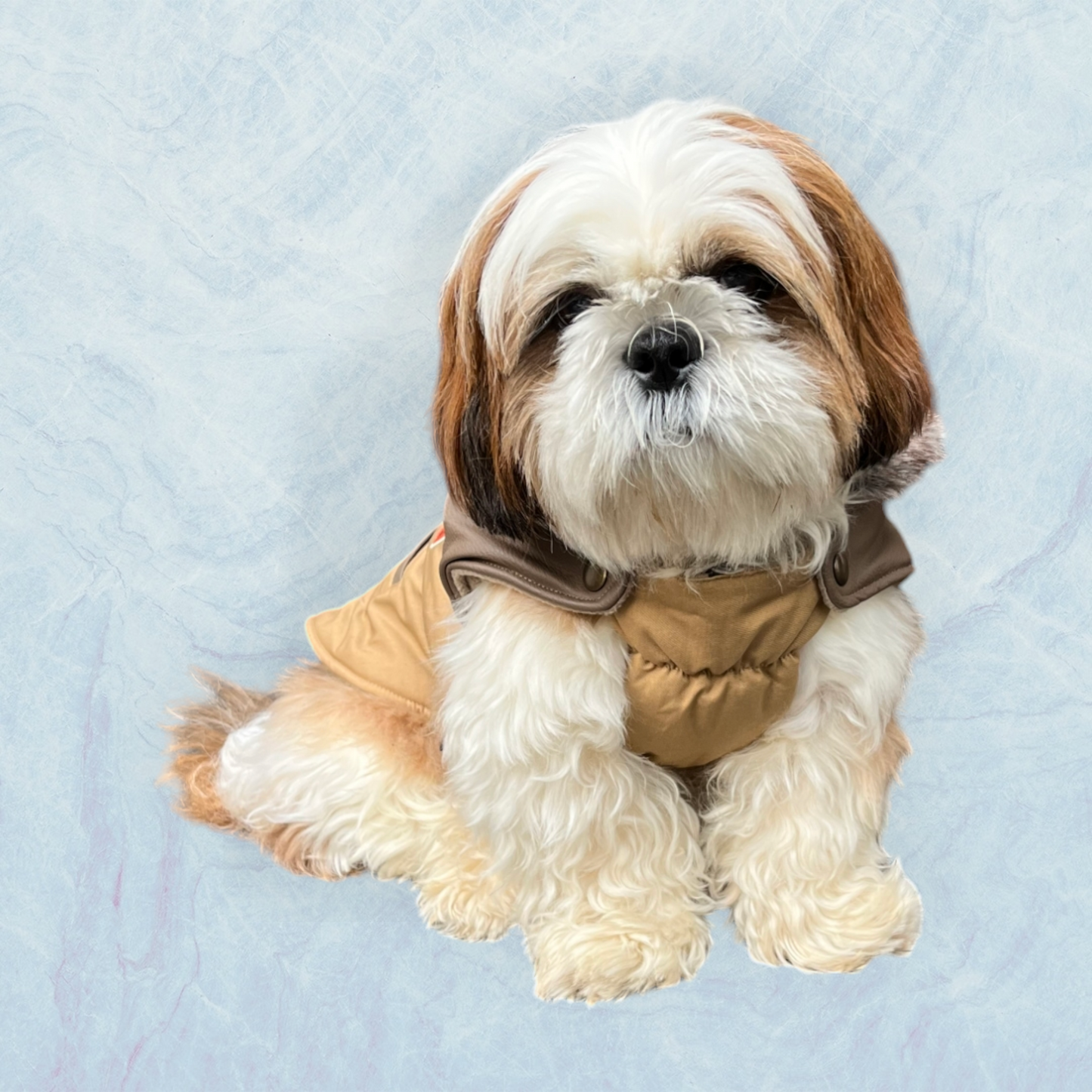 Manteau beige Dog Division pour chien et chiot - MARTIN SELLIER