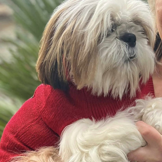 Pull Martin Sellier Alter Ego - Rouge | Le Dressing du Chien