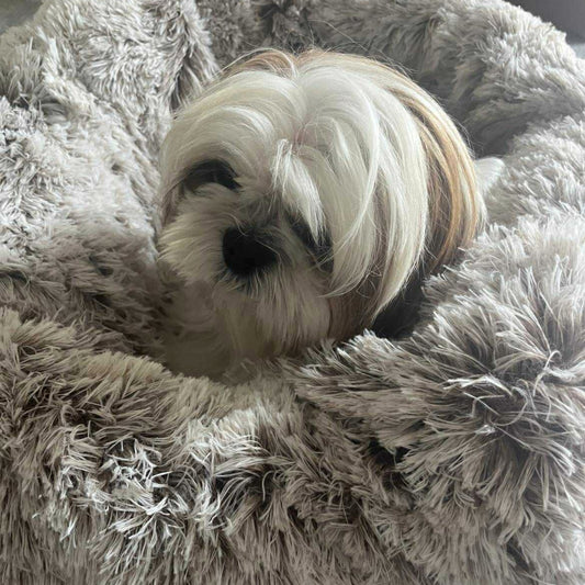 Coussin Poilu Ultra Doux Beige pour Chien - Confort Apaisant & Anti-Stress - Haute Qualité | Le Dressing du Chien
