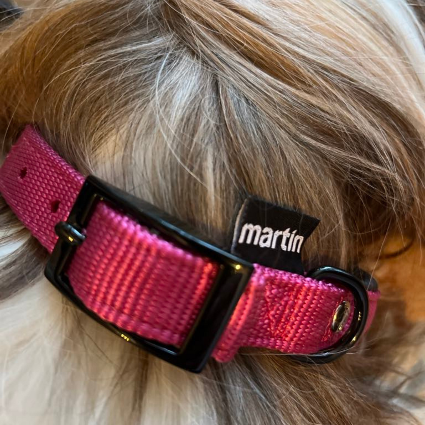 Collier Confort pour Chien - Douceur & Maintien Optimal | Le Dressing du Chien