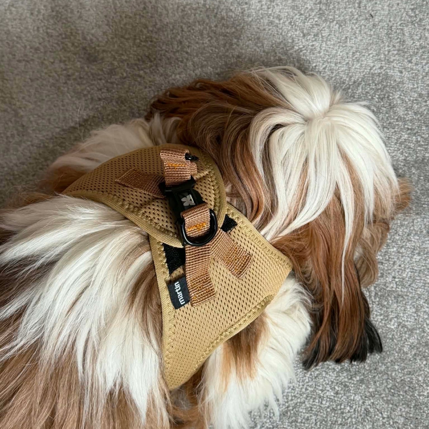 Harnais Martin Sellier Beige - Confort & Sécurité | Le Dressing du chien