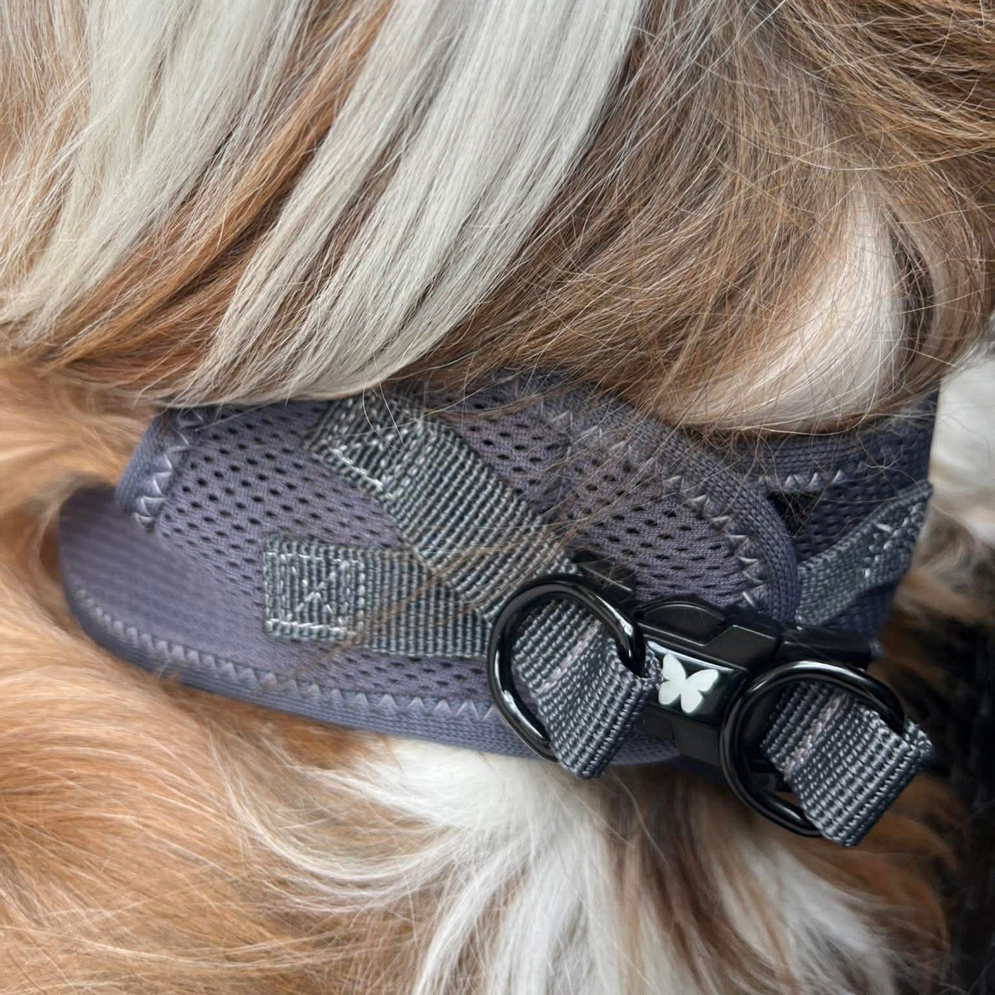Harnais Martin Sellier Gris - Confort & Sécurité | Le Dressing du chien