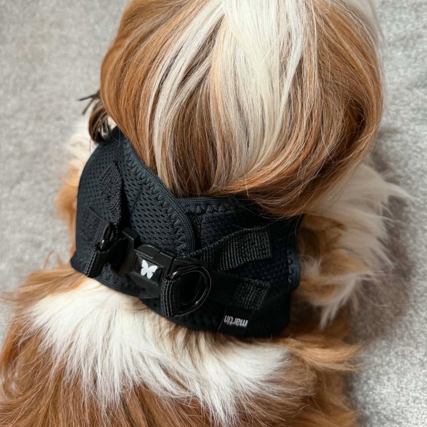 Harnais Martin Sellier Noir - Confort & Sécurité | Le Dressing du chien