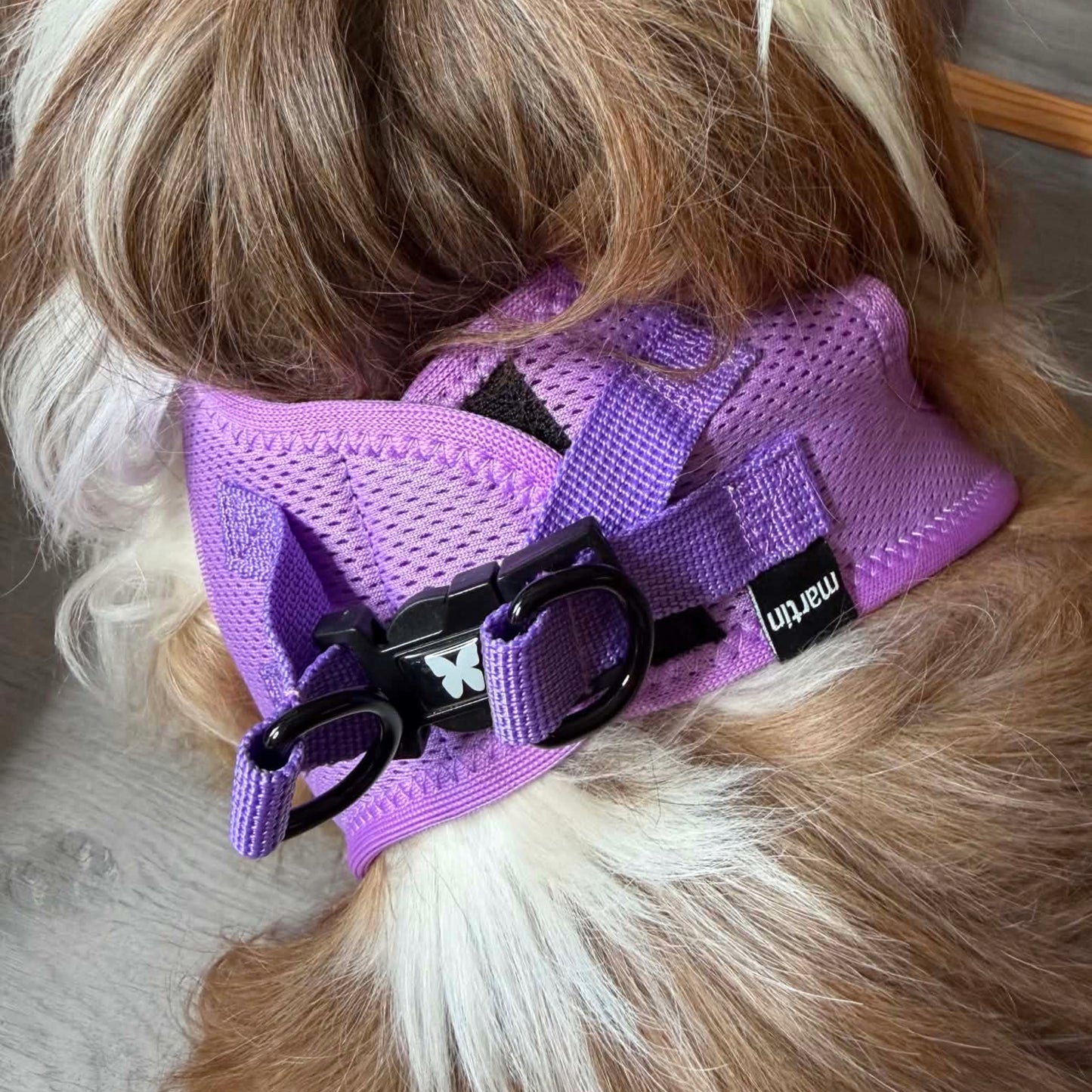 Harnais Martin Sellier Parme - Confort & Sécurité | Le Dressing du chien