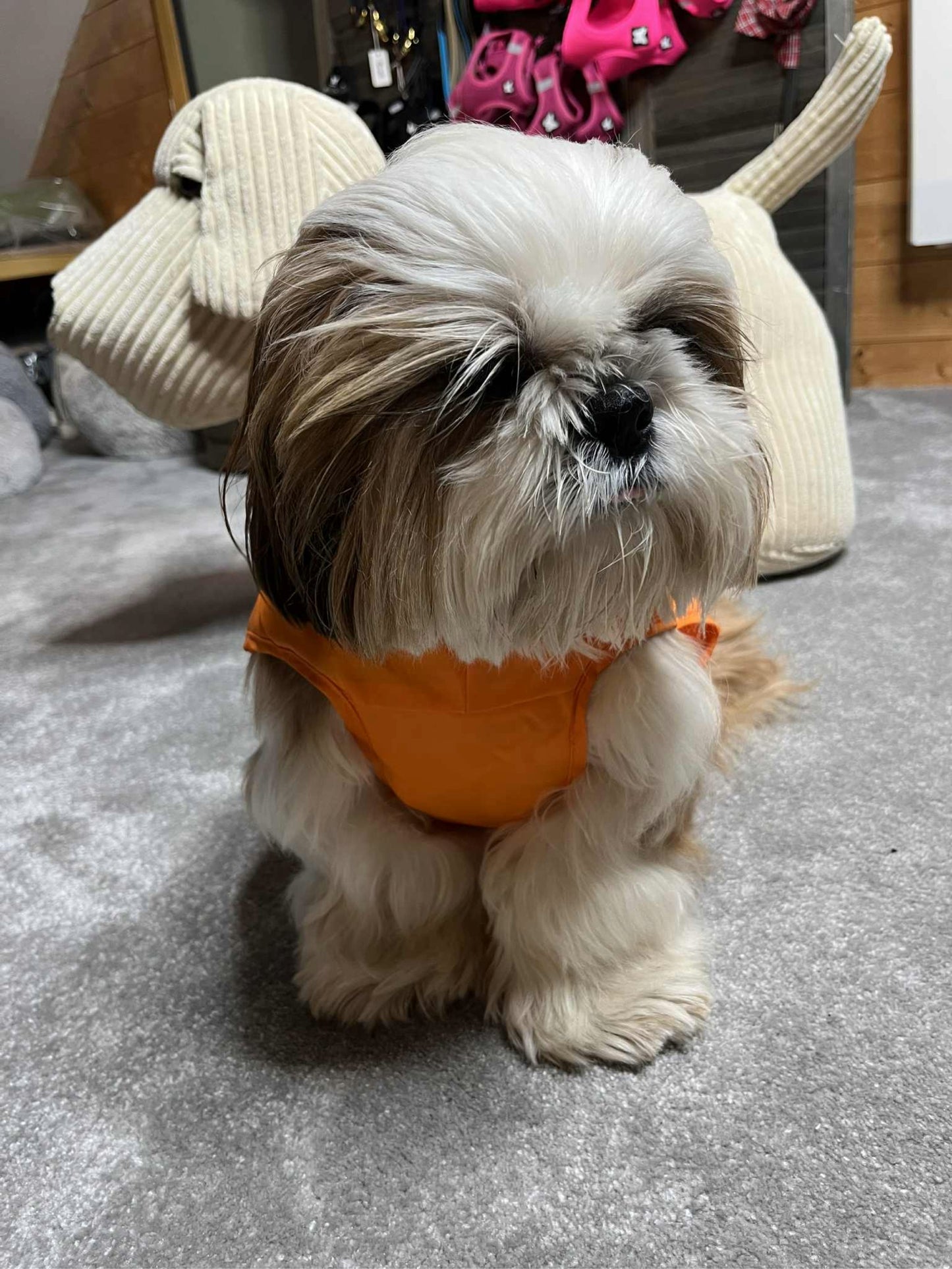 Imperméable pour chien Martin Sellier - Orange/Gris | Le Dressing du Chien