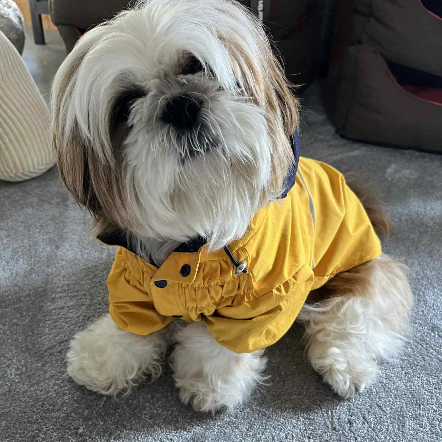 Imperméable Martin Sellier Jaune - Léger & Réfléchissant | Le Dressing du Chien