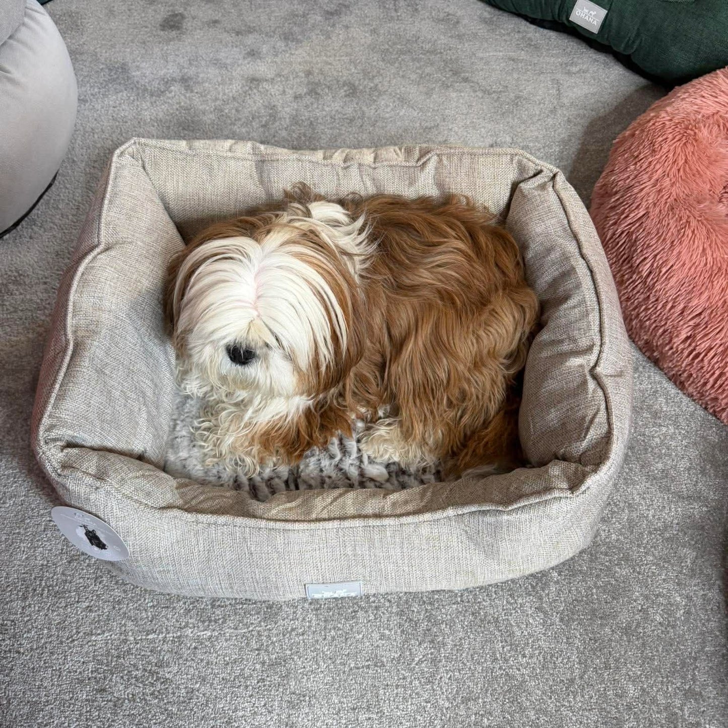 Panier Ultra Doux Beige - Confort Moelleux & Apaisant | Le Dressing du Chien