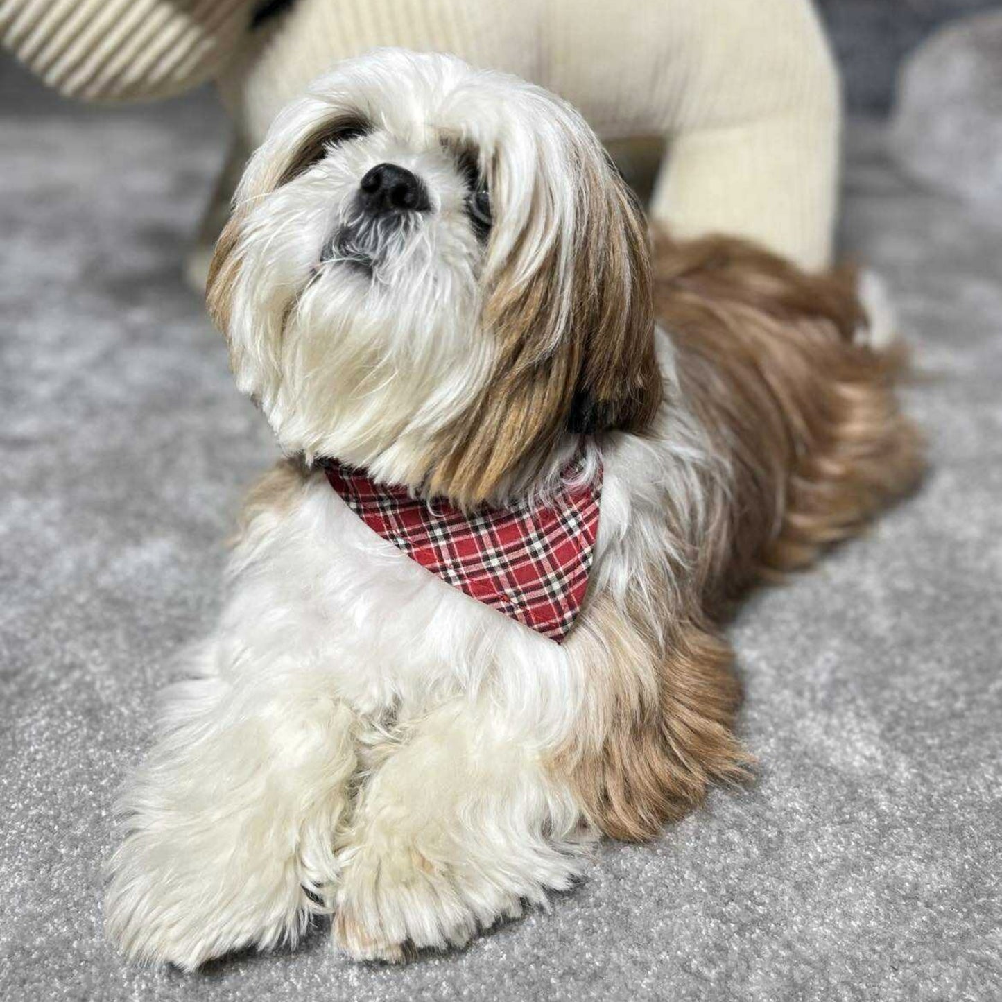 Collier en Cuir avec Bandana Intégré pour Chien - Élégance & Confort | Le Dressing du Chien